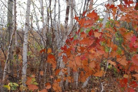 Sudbury and Nipissing Forests